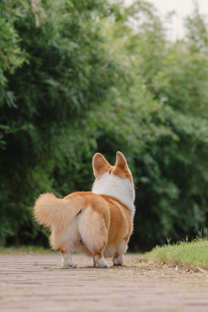 初めての犬とのお散歩ガイド