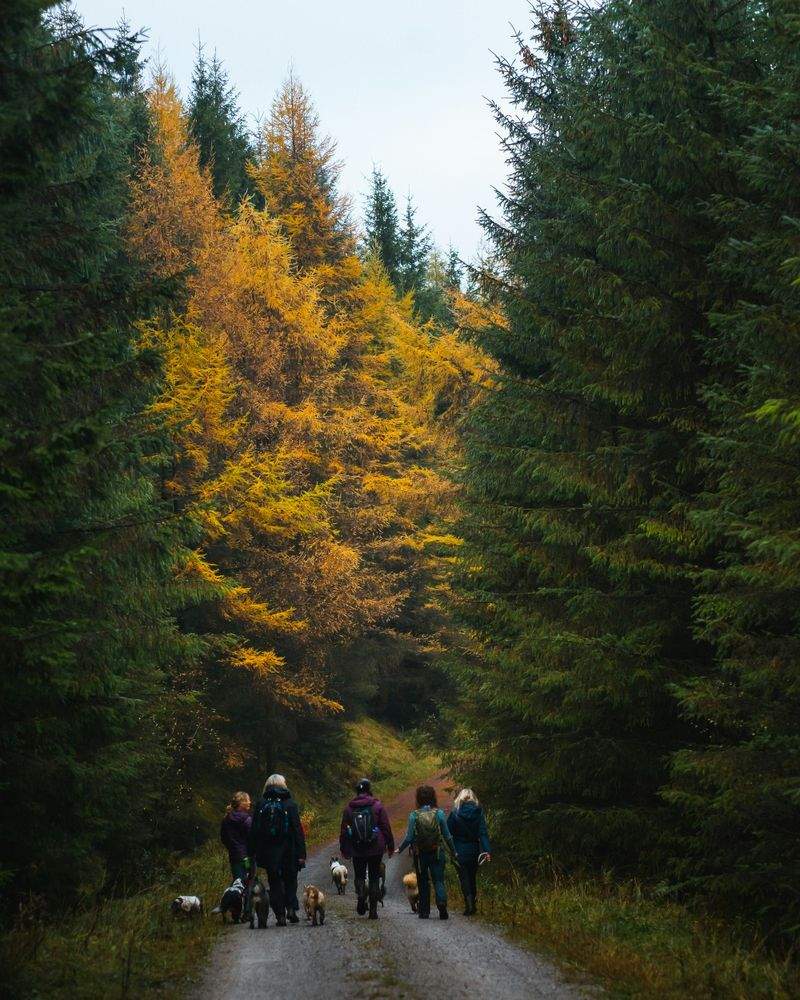 シニア犬サポートウォーク